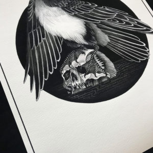 Kawau Pāteketeke Print